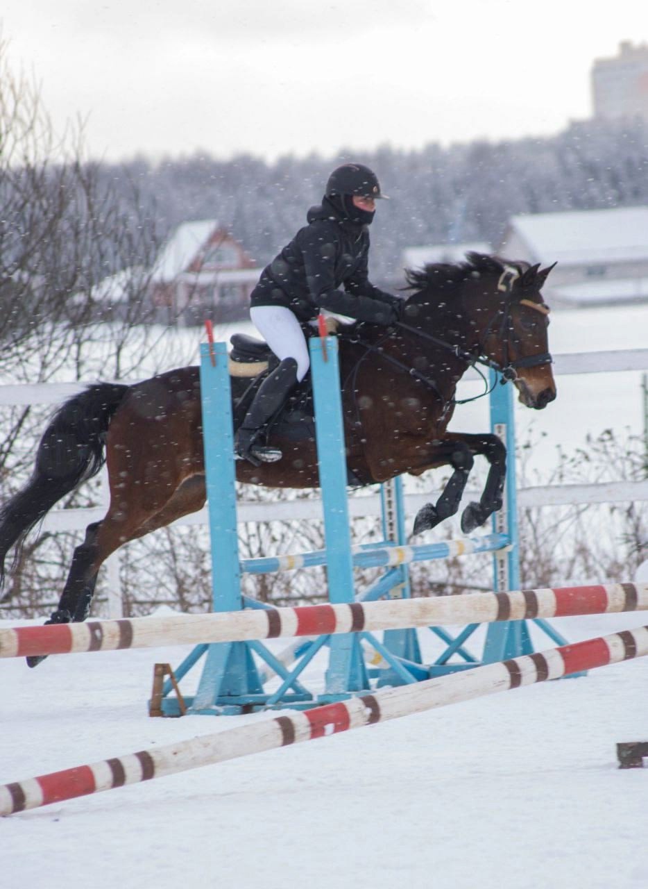 Конный спорт Конный спорт.